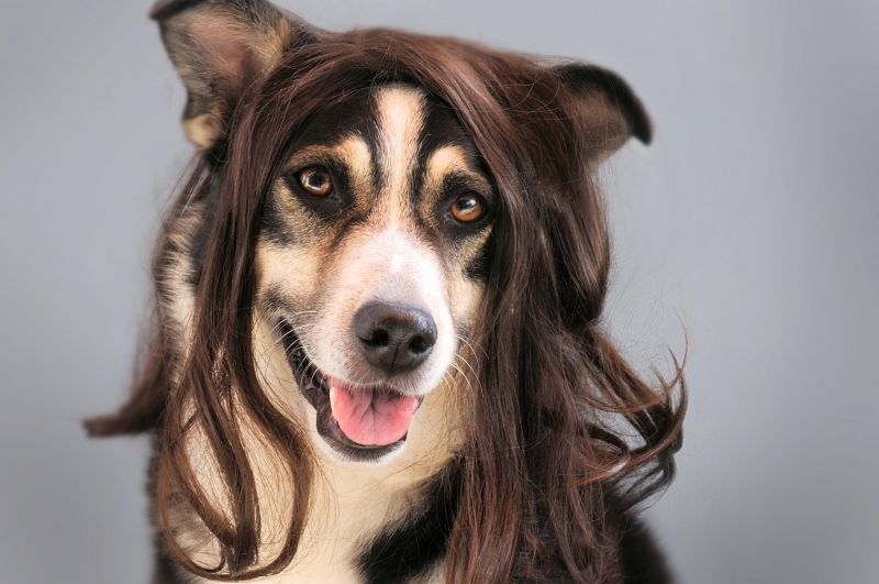 coiffure-AUVARE-min_dog-1776721